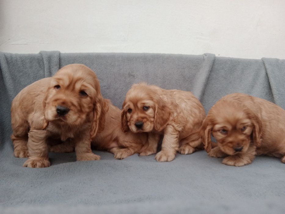 Piękny piesek cocer spaniel Gotowy do odbioru
