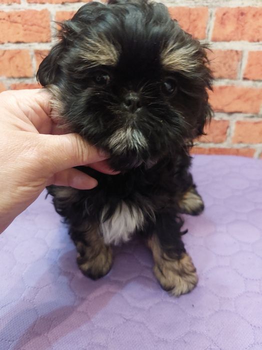 Shih-tzu chlopak