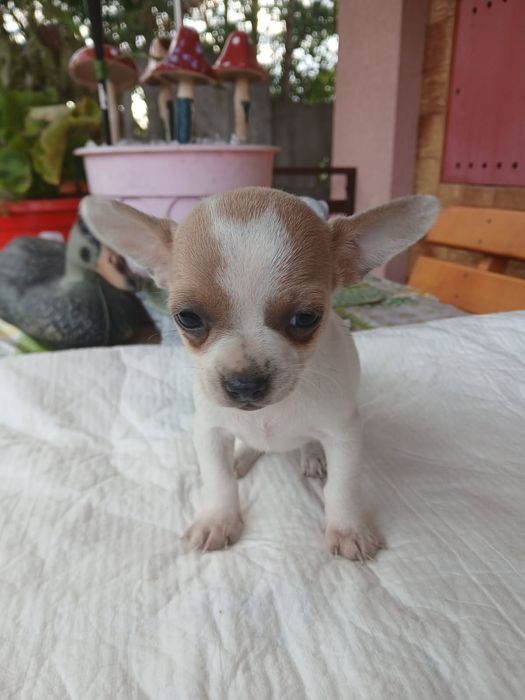Chihuahua suczka