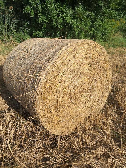 Słoma pszeniczna bele