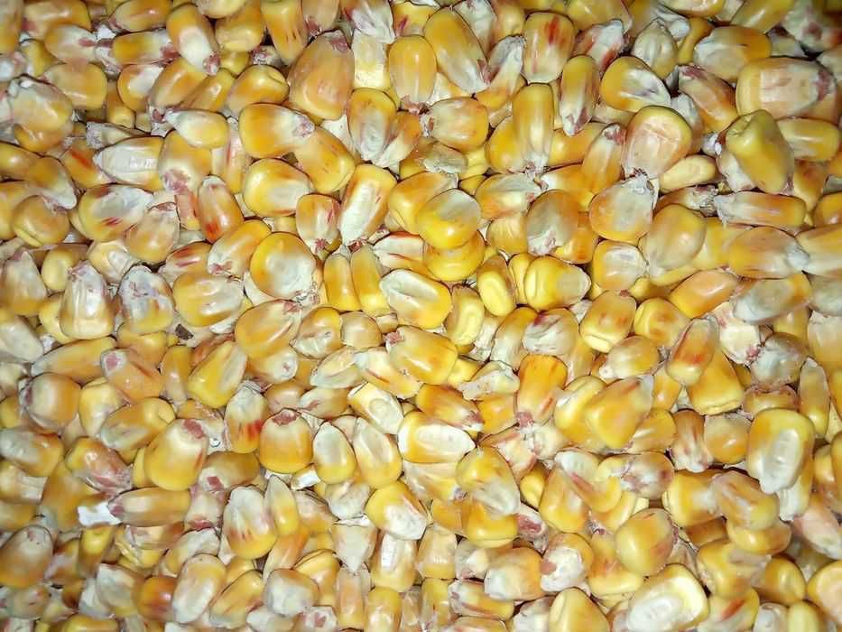 Кукурудза суха цьогорішня