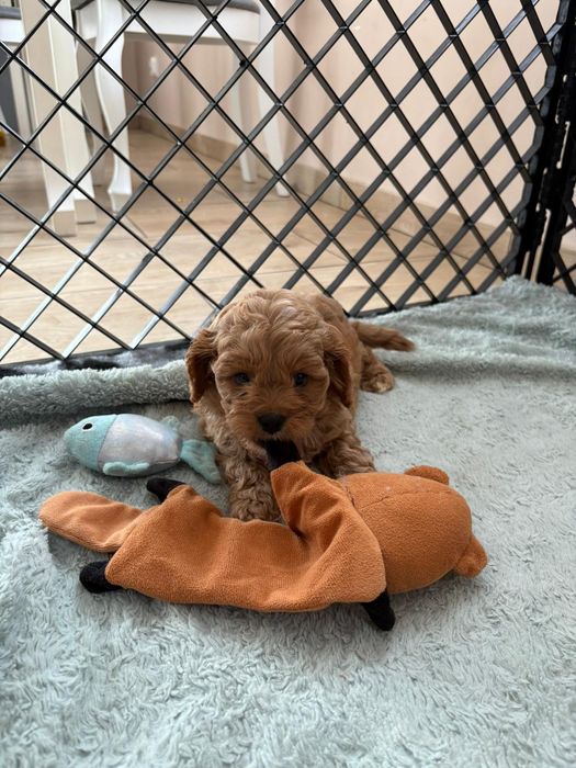***Cavapoo śliczny piesek***