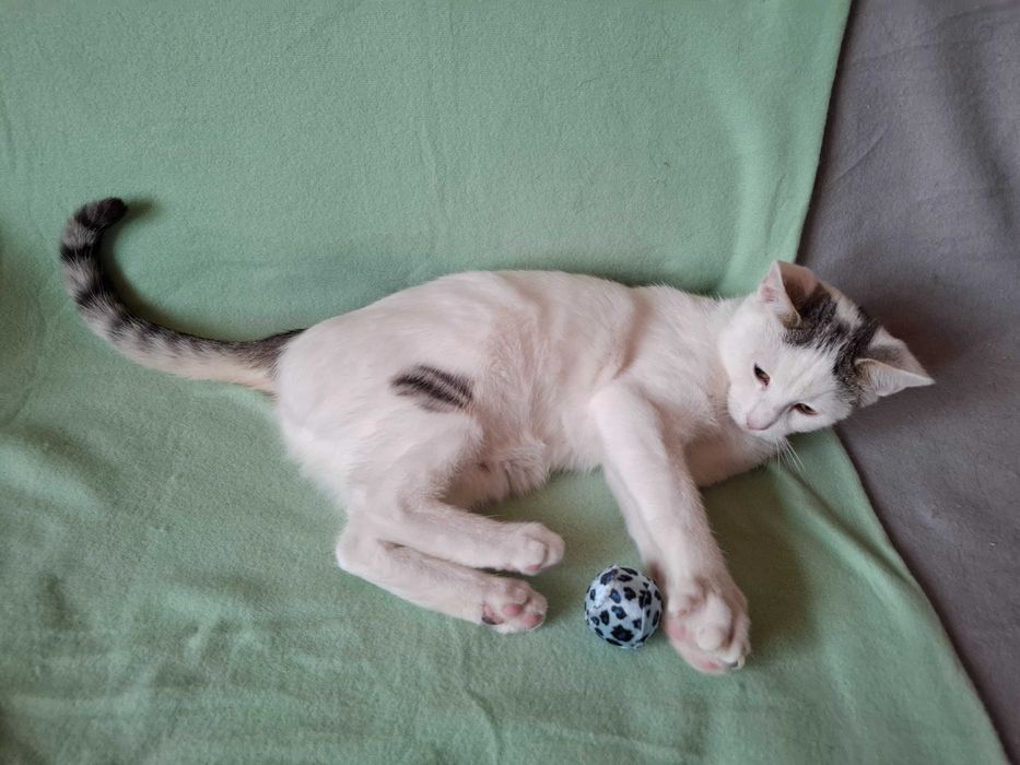 Wspaniały dwupak szuka domu