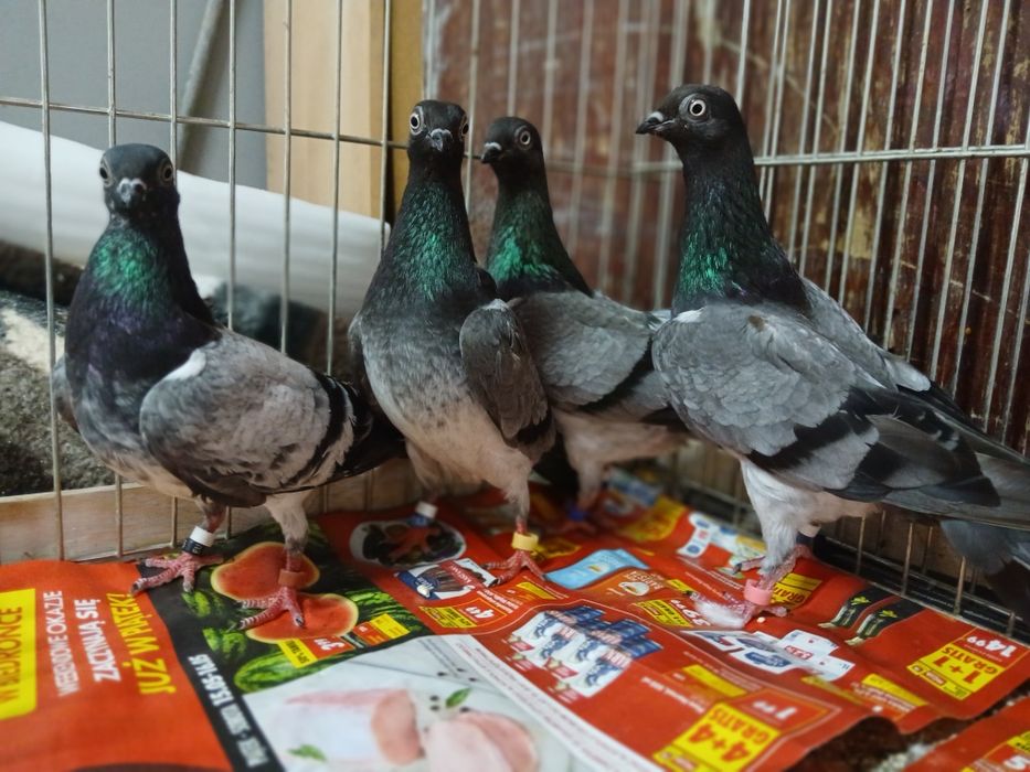 Deresze   samice
