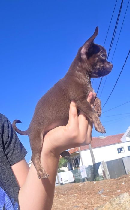 Chihuahua Miniatura Macho Pelo Curto Chocolate Tan