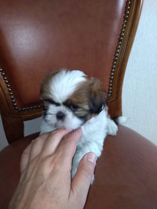 SHShih-Tzu Sublime
Desparasitação devida.
Qualidade Top ( morfologia, pêlo e caráter).
INVISTA EM SHIH-TZU, MAS DE QUALIDADE SUPERIOR!