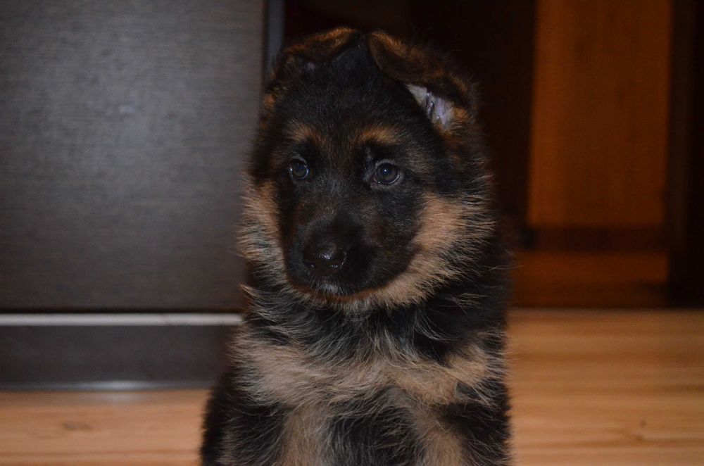 Owczarek Niemiecki Krótkowłosy SPRZEDAŻ!