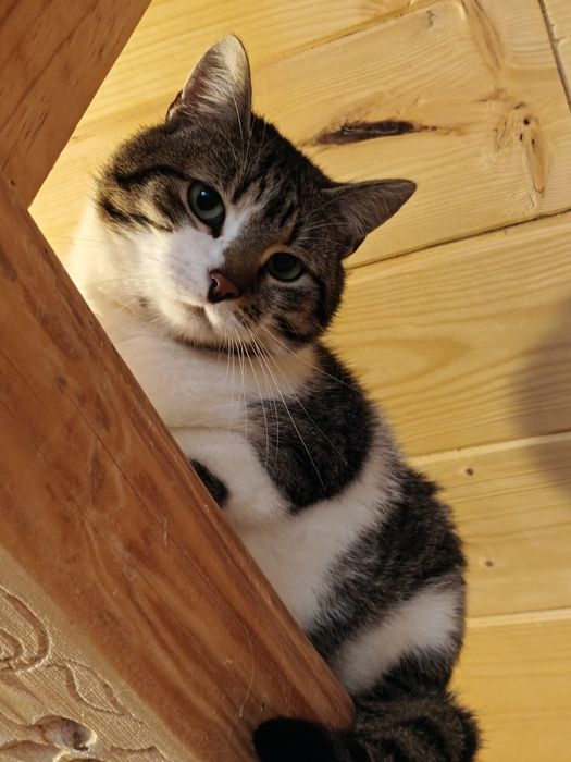 Kocurek do adopcji
