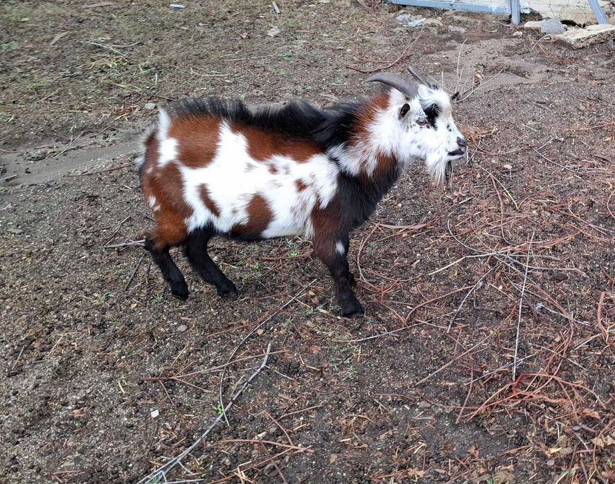 Vendo  cabrito anão