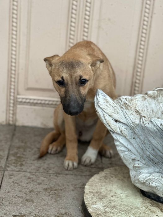 Собаки та ГРОШІ (певна сума на перший час)