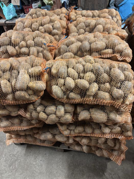 Ziemniaki Soraya jadalne i sadzeniaki