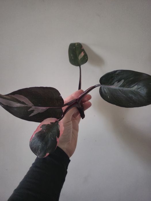 Philodendron Pink Princess