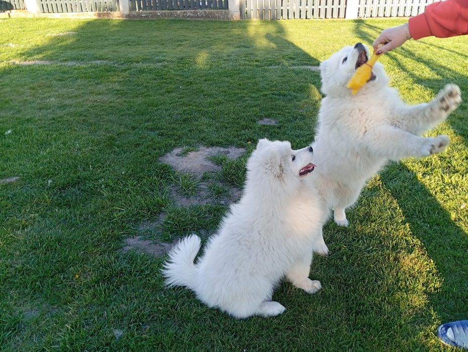 Samoyed-śliczna sunia