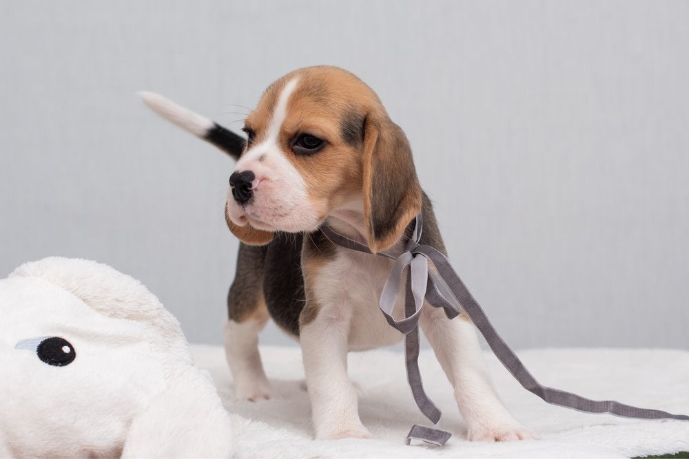 Бігль, цуценята хлопчики та дівчата, відкрито бронювання