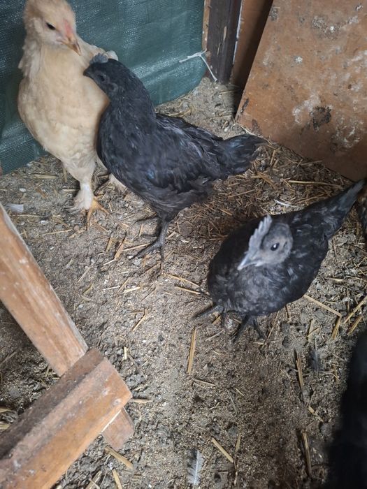Kogut Ayam cemani