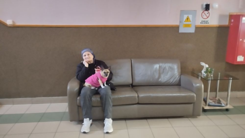 Перетримка котів і собак. Київ