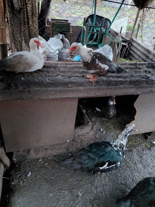 Продам домашню птицю