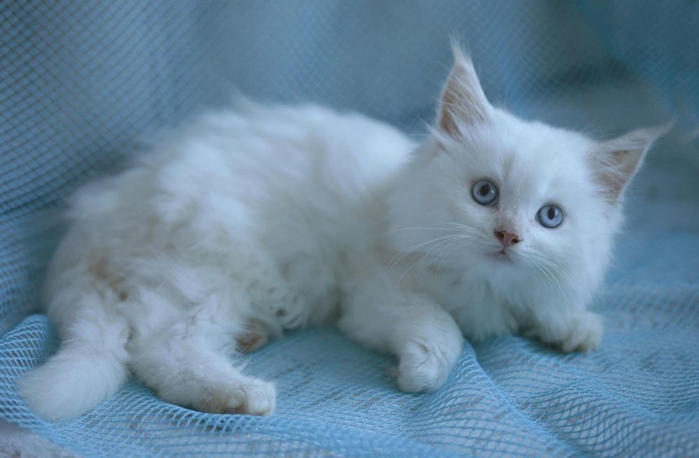 Зимова сніжинка з блакитними очима