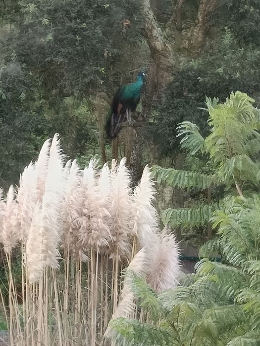 Ovos de pavões azul e branco