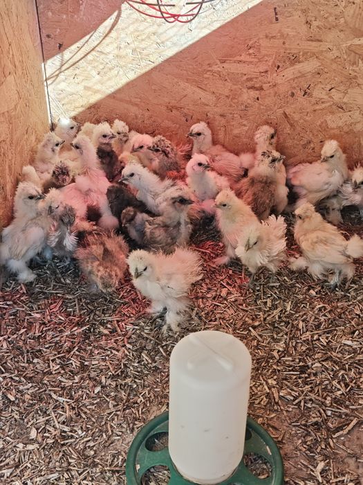 Silka  Kurczaki jedwabiste, Silki USA