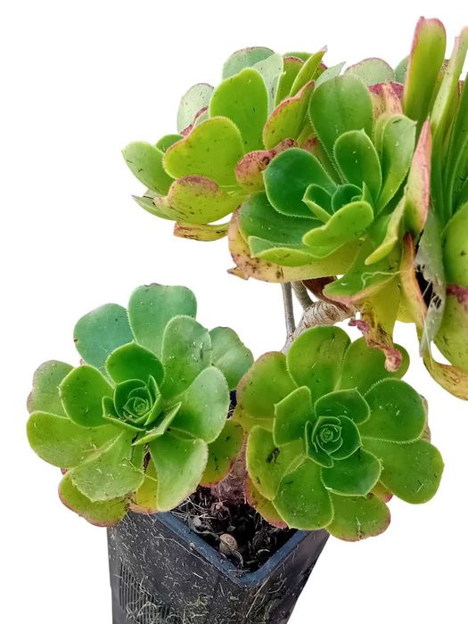 Aeonium arboreum atropurpureum roxo / verde