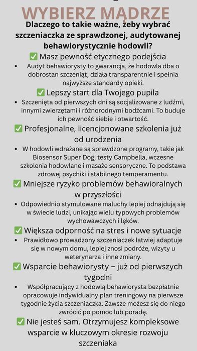 Idealny Cavalier King bardzo inteligentny chłopiec szkolenie rodowód