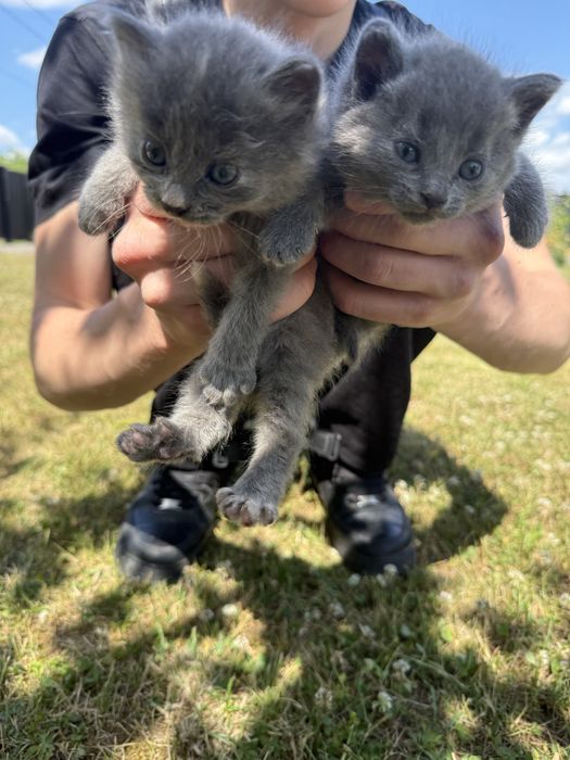 Котики у хороші руки