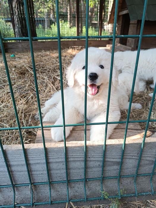 Polski Owczarek Podhalański FCI ,ZKwP, Rezerwacja 2026