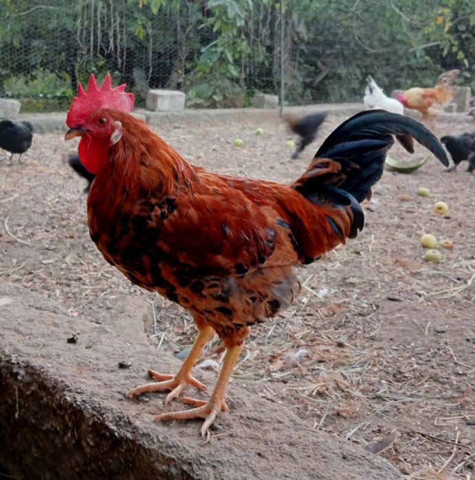 Gallo / Leghorn Isabelle Mix