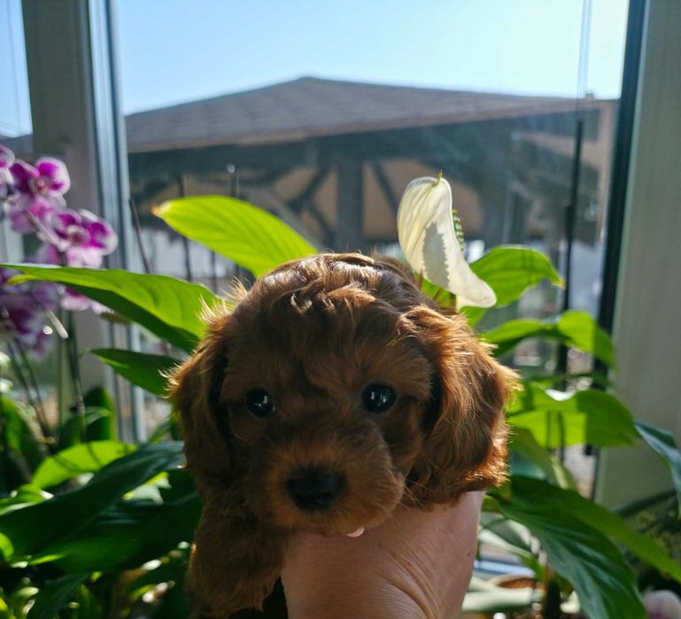 Szczeniak Maltipoo ( suczka )