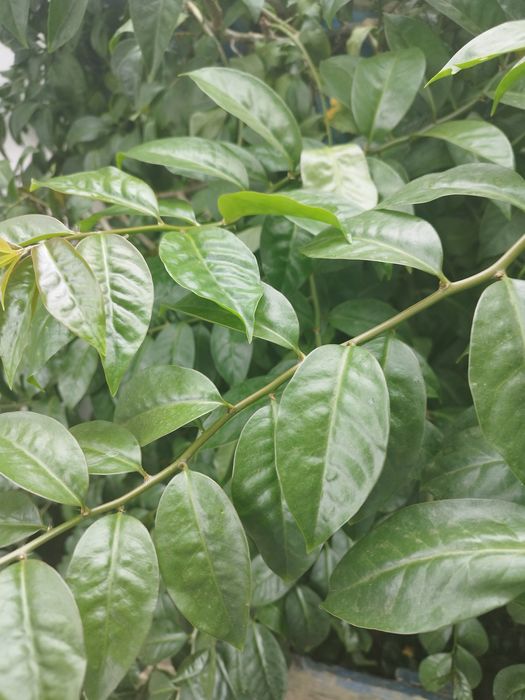 Ora prós Novis folhas