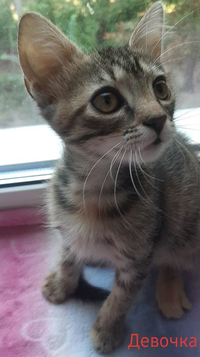 Котята ищут дом, бесплатно.