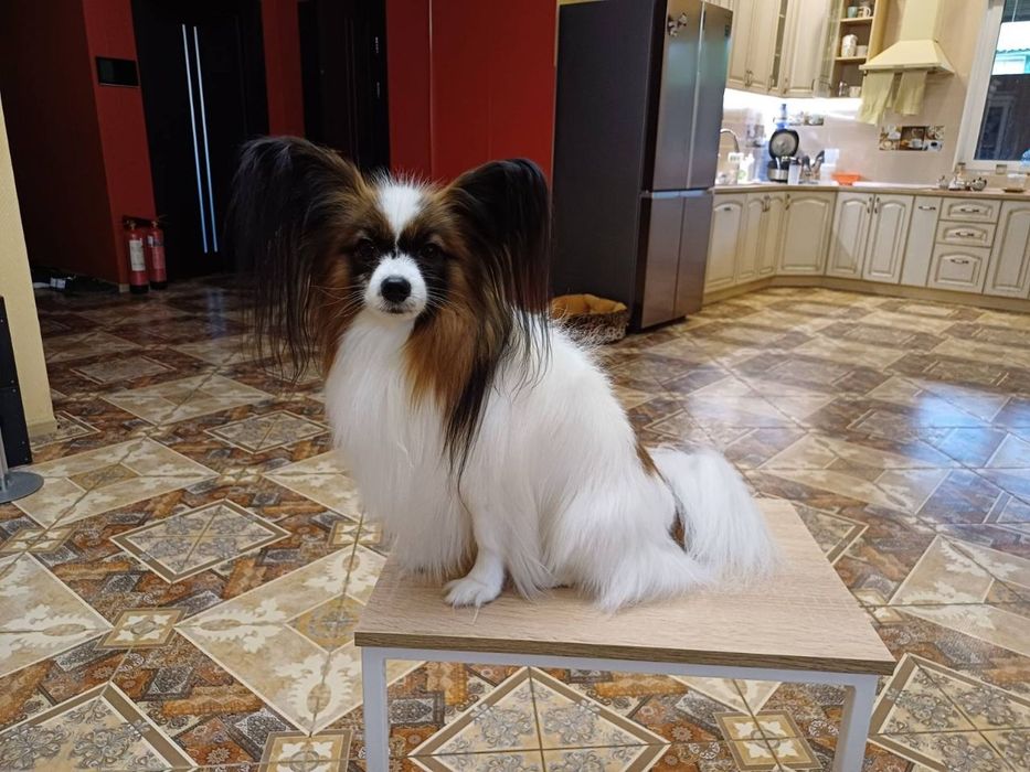 Три дівчинки на вибір. Папільон, папийон, папильон