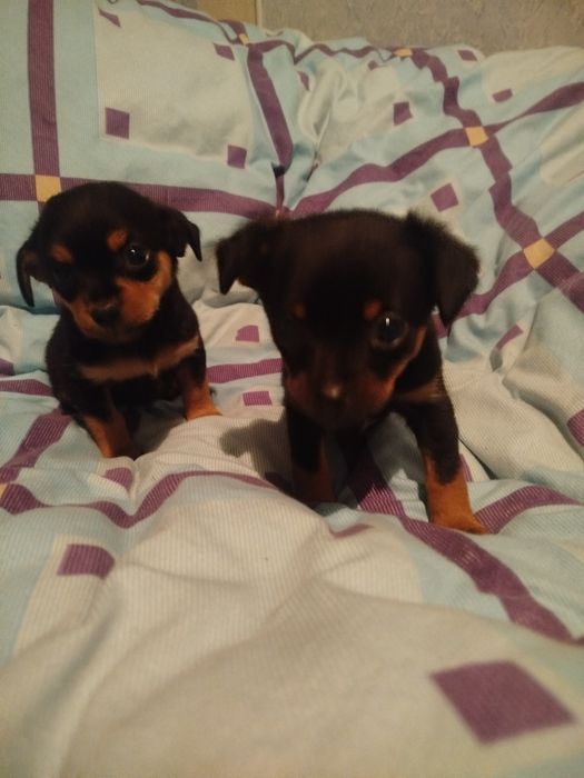 Продам ,цуценят породи Той терьєра звернення за номером телефону