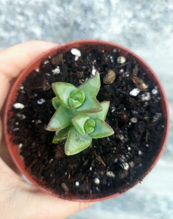 Suculentas 1€ cada