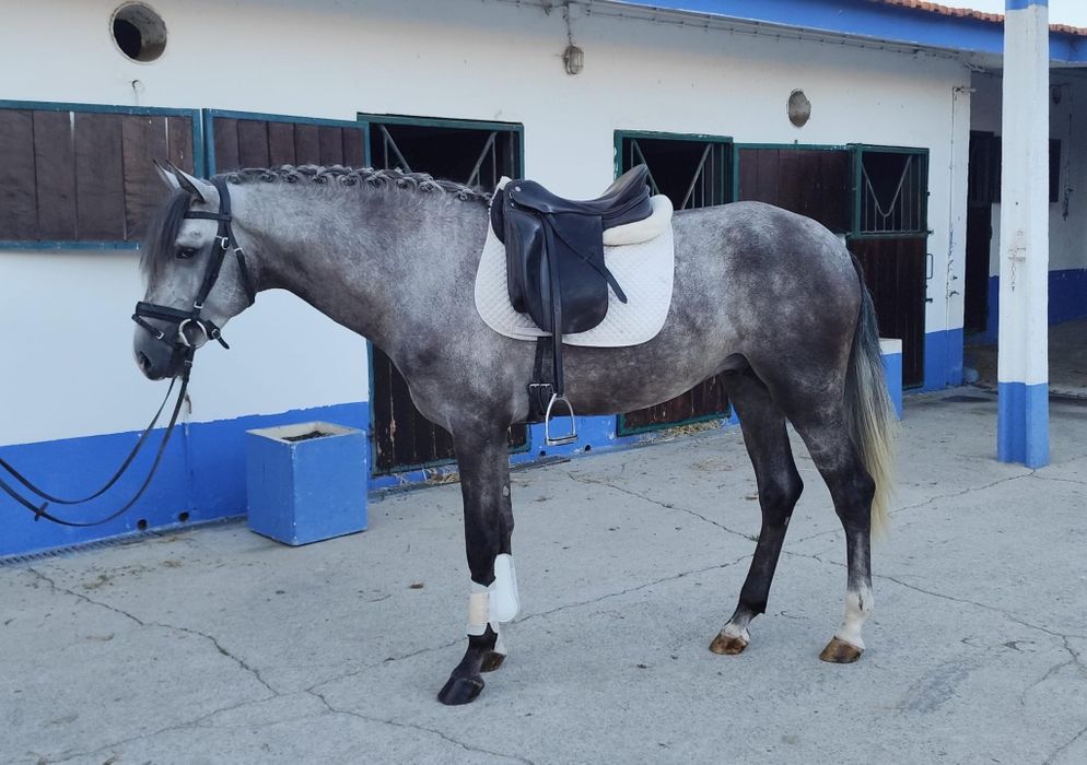 Cavalo PSL , montado