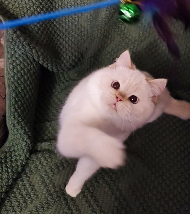 Голубоглазый Шотландец в ожидании кошечек