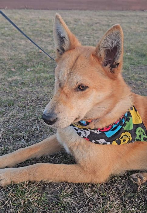 Песик в добрі ручки!