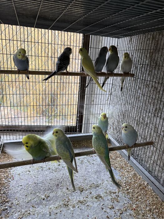 Periquitos arcos, texas, opalinos, comuns,