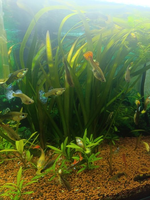 trawa akwariowa vallisneria