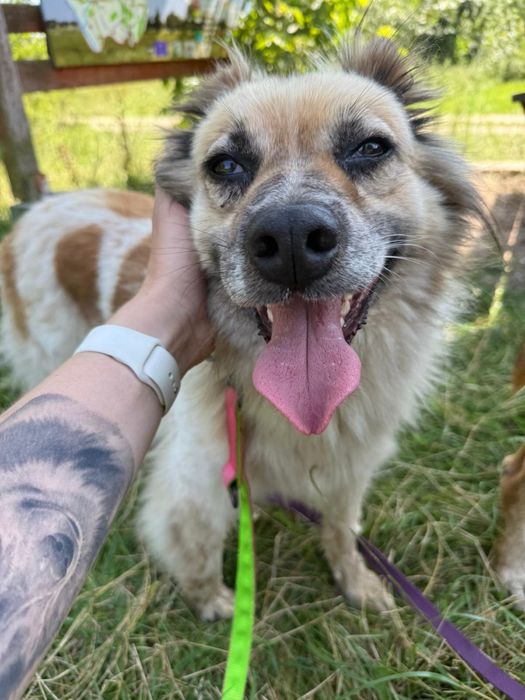 Idzia czeka na adopcje już 7 rok