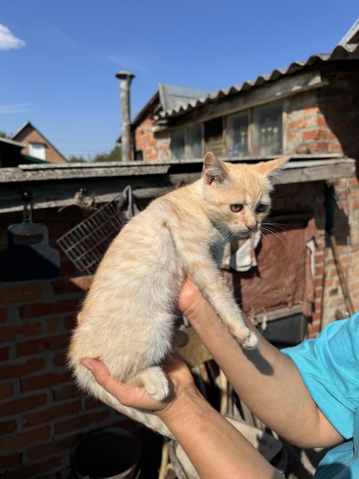 Кошеня шукає родину