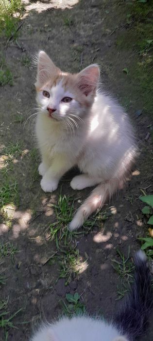 Oddam kotki za darmo.