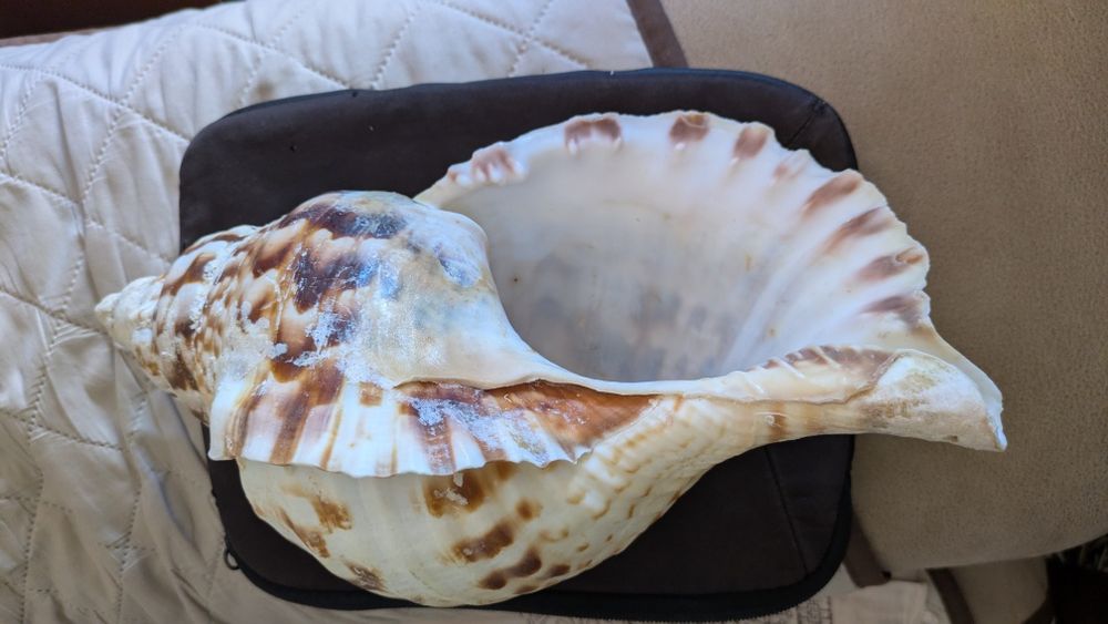 Concha de Tritão