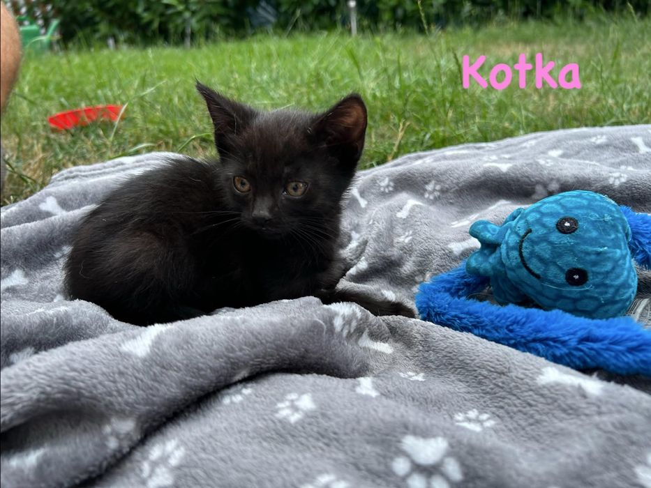 Kotki szukają kochającego domku