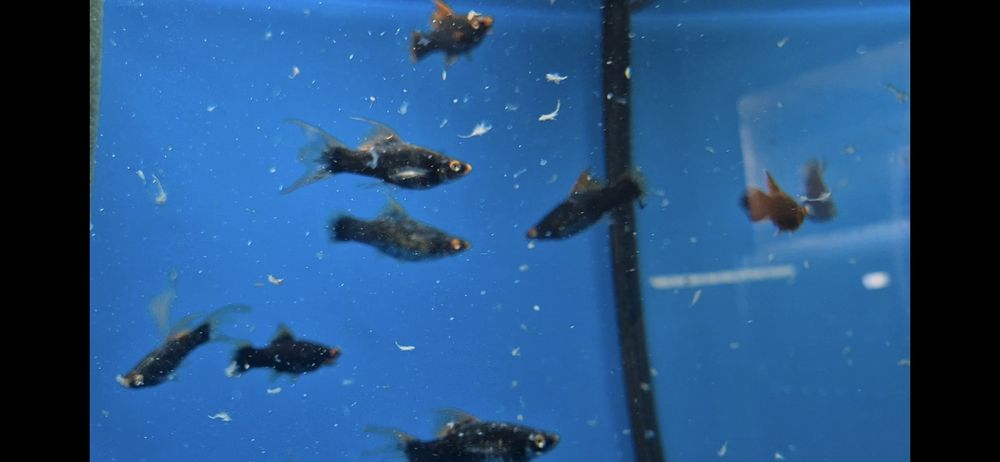 Mieczyk czarny widlak delta krajowy W-wa od Tapajos.eu