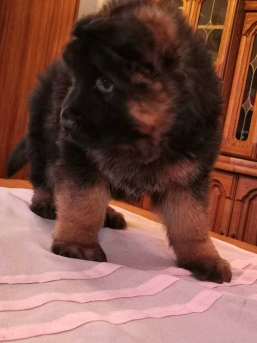 owczarek niemiecki piesek