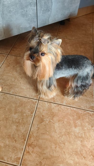 Вязка . 100 % Мини йоркширский терьер