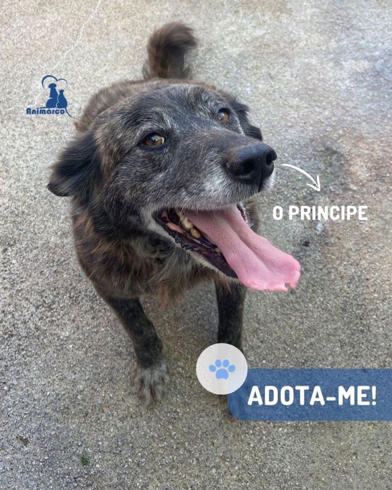 Principe - cao porte medio para adoção