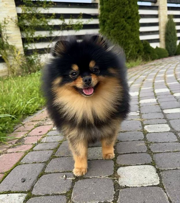 Померанський шпіц